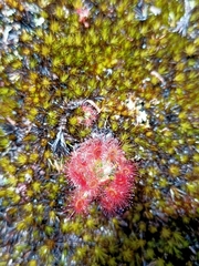 Drosera roseana