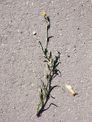 Tragopogon dasyrhynchus