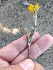 Tragopogon dasyrhynchus