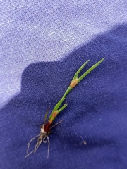 Centrolepis aristata