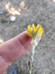 Tragopogon dasyrhynchus