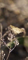 Hylephila phyleus