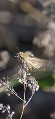 Hylephila phyleus