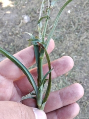 Tragopogon dasyrhynchus