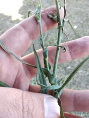 Tragopogon dasyrhynchus