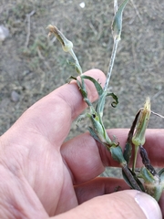 Tragopogon dasyrhynchus