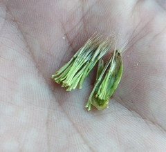 Tragopogon dasyrhynchus
