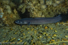 Conger oceanicus
