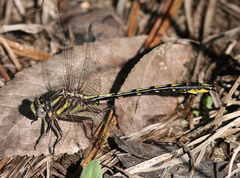 Phanogomphus oklahomensis