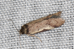 Palimmeces variegata