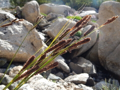 Carex congdonii
