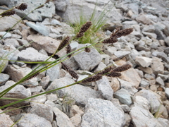 Carex congdonii