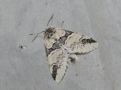 Furcula aeruginosa