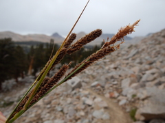 Carex congdonii