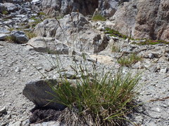 Carex congdonii