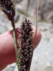 Carex congdonii