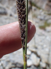 Carex congdonii