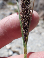 Carex congdonii