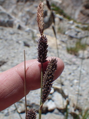 Carex congdonii