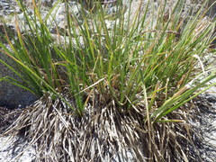 Carex congdonii