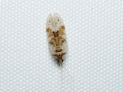 Carobius pulchellus