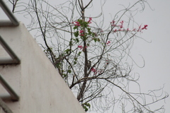 Melanerpes aurifrons