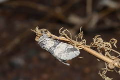 Furcula aeruginosa