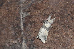 Furcula aeruginosa