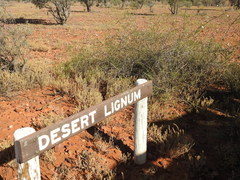 Eremophila polyclada