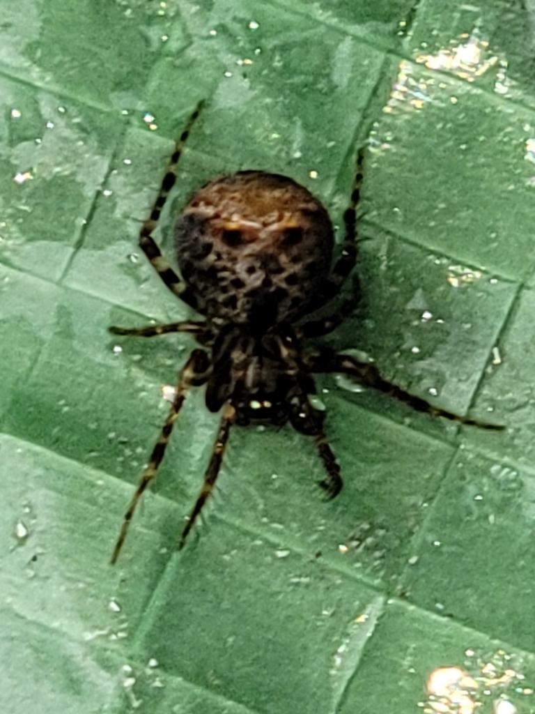 Ero leonina