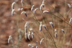 Ptilotus calostachyus