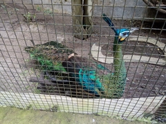 Pavo muticus