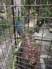 Pavo muticus