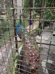 Pavo muticus