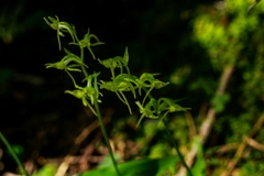 Platanthera ophrydioides
