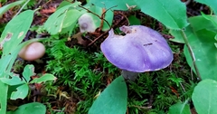 Cortinarius subfoetidus