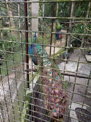 Pavo muticus