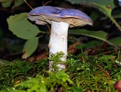 Cortinarius subfoetidus