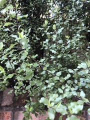 Pittosporaceae