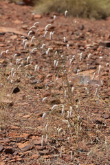 Ptilotus calostachyus