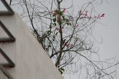 Melanerpes aurifrons