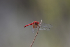 Dythemis maya