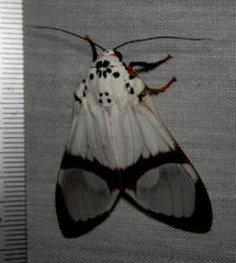 Amerila magnifica