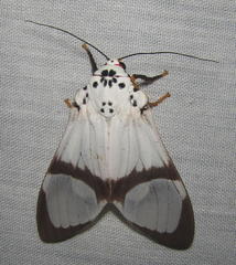 Amerila magnifica