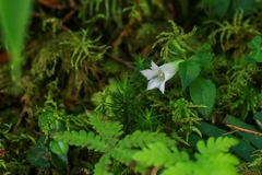 Tripterospermum trinervium