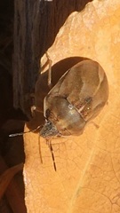 Homaemus aeneifrons