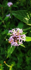 Crusea hispida