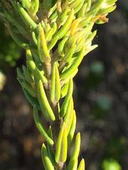 Phylica axillaris maritima