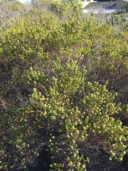 Phylica axillaris maritima