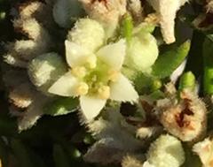 Phylica axillaris maritima